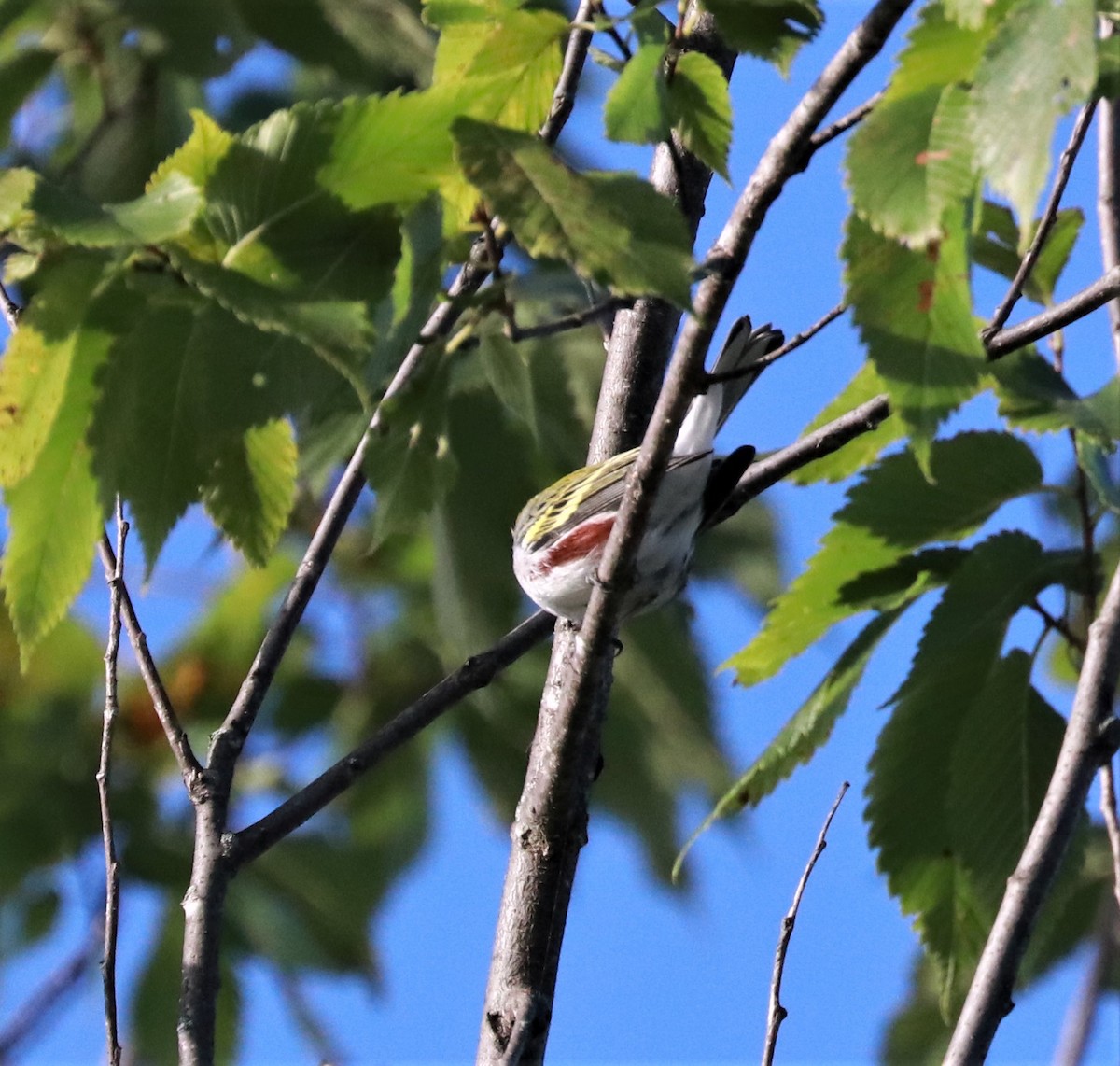 Chestnut-sided Warbler - ML479206011