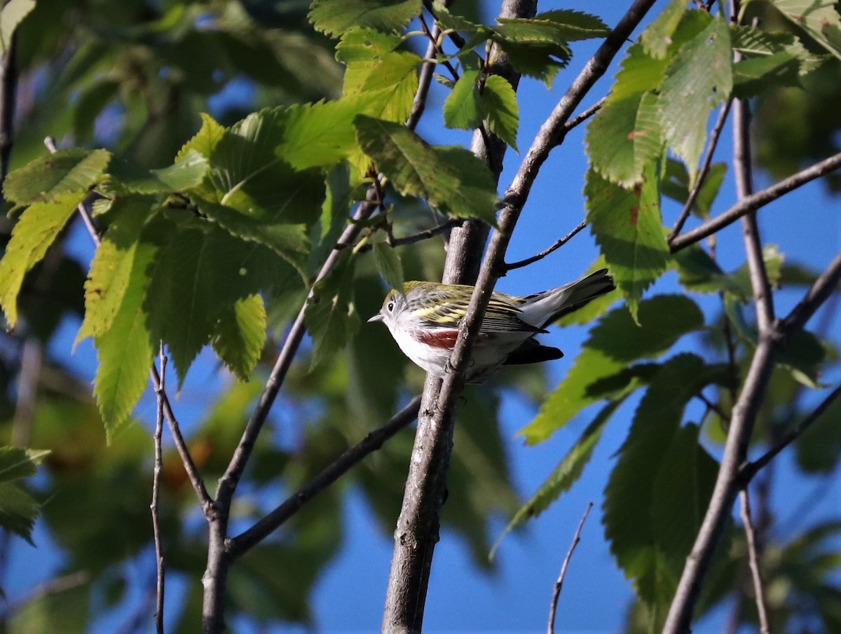 Chestnut-sided Warbler - ML479206031