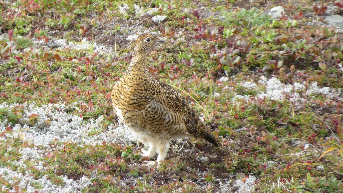 Rock Ptarmigan - ML479206771