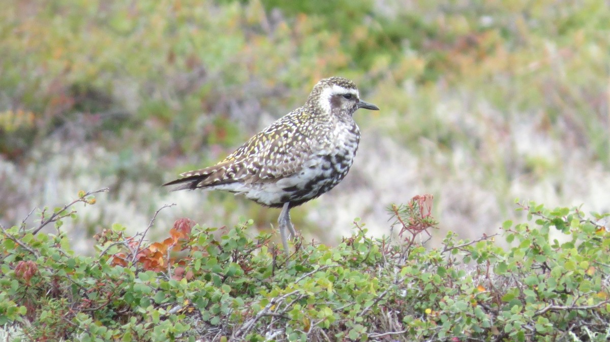 American Golden-Plover - ML479207991