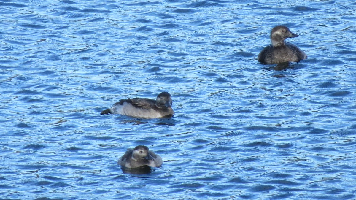 Long-tailed Duck - ML479209571