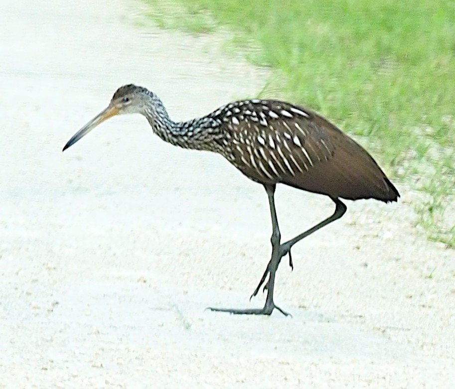 Limpkin - ML479209921