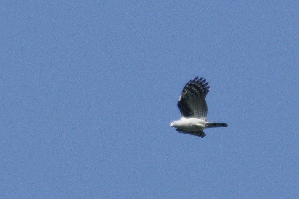 Gray-headed Kite - James Fox