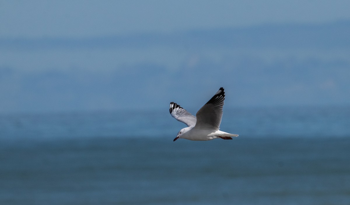 Gaviota Plateada - ML479210701