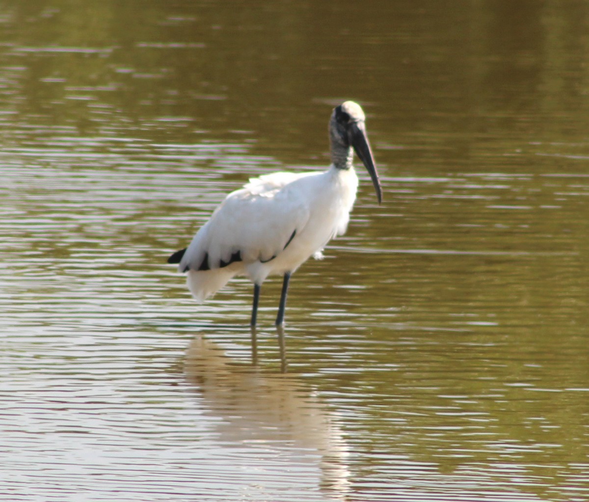 Wood Stork - ML47921101