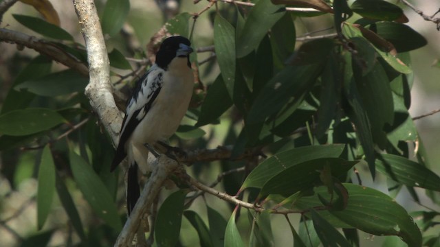 Black-backed Butcherbird - ML479212