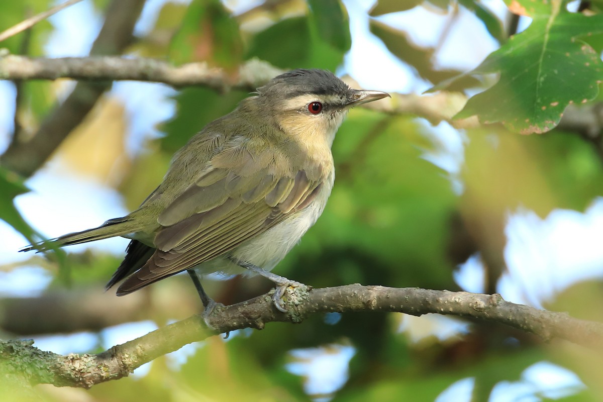 Red-eyed Vireo - Mario St-Gelais