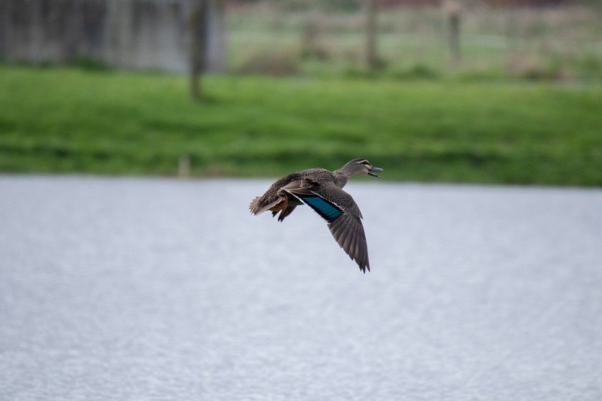 Mallard x Pacific Black Duck (hybrid) - Cleland Wallace