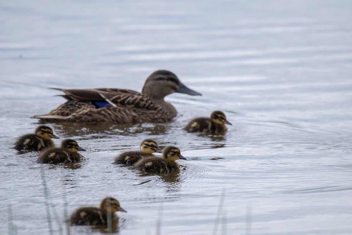 Canard colvert - ML479212331