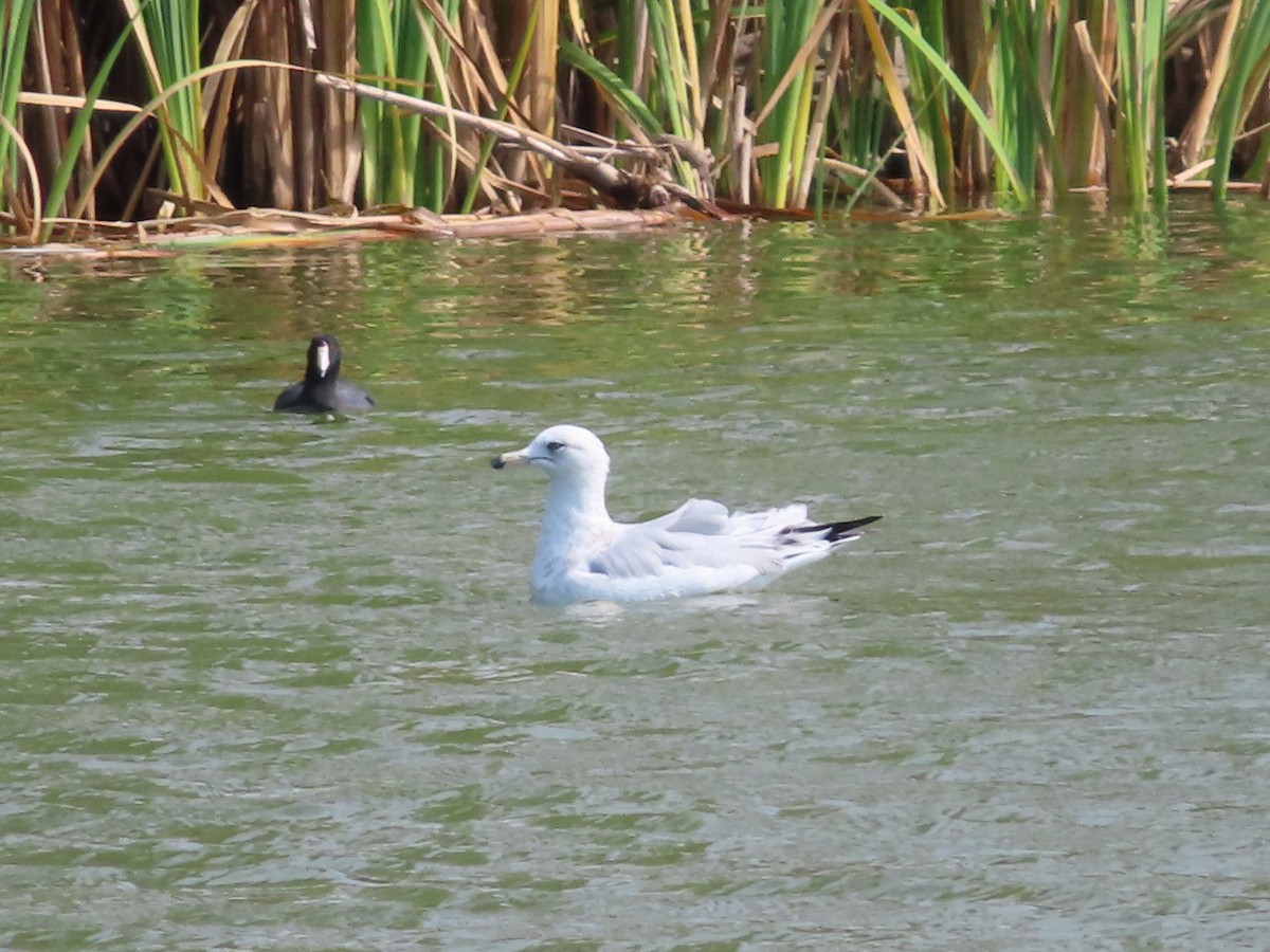 Gaviota de Delaware - ML479212421