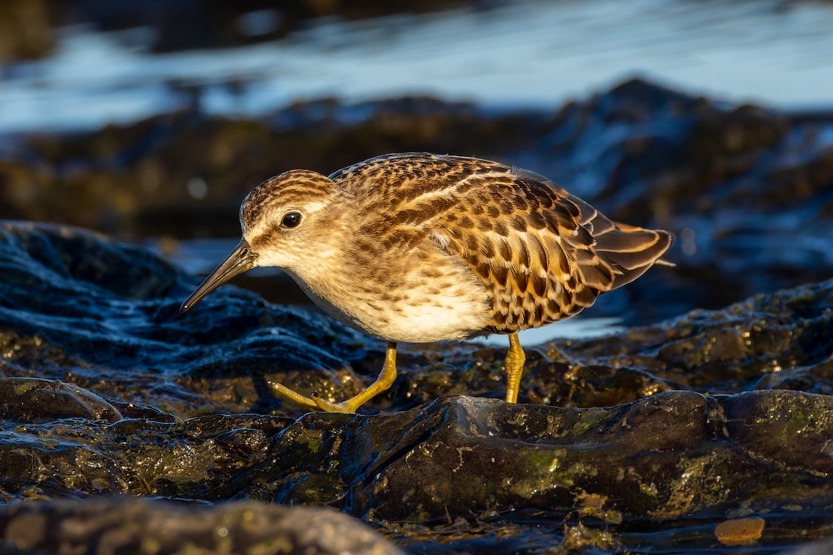 Least Sandpiper - Zach Schwartz-Weinstein