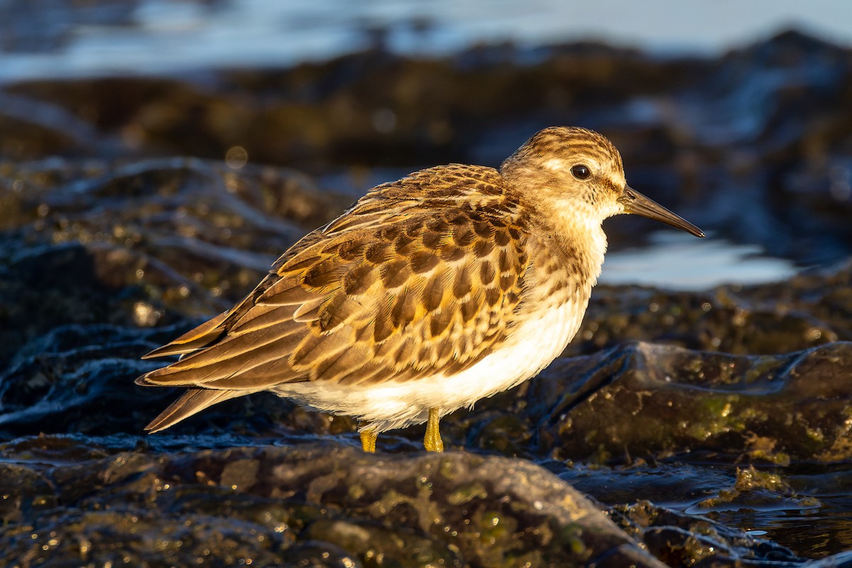 pygmésnipe - ML479212801