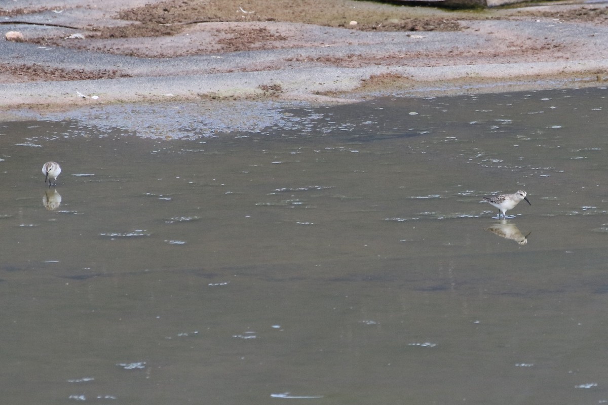 Western Sandpiper - ML479212951