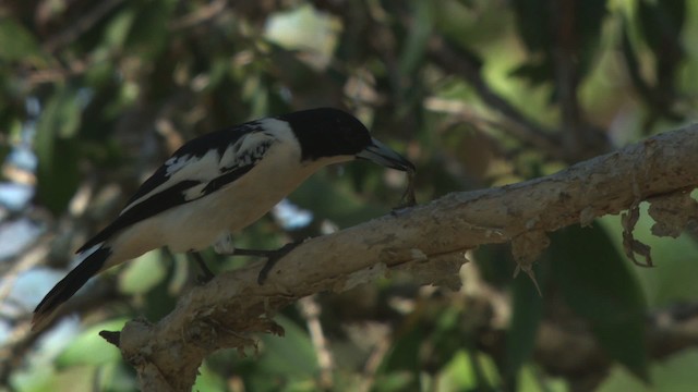 Black-backed Butcherbird - ML479213