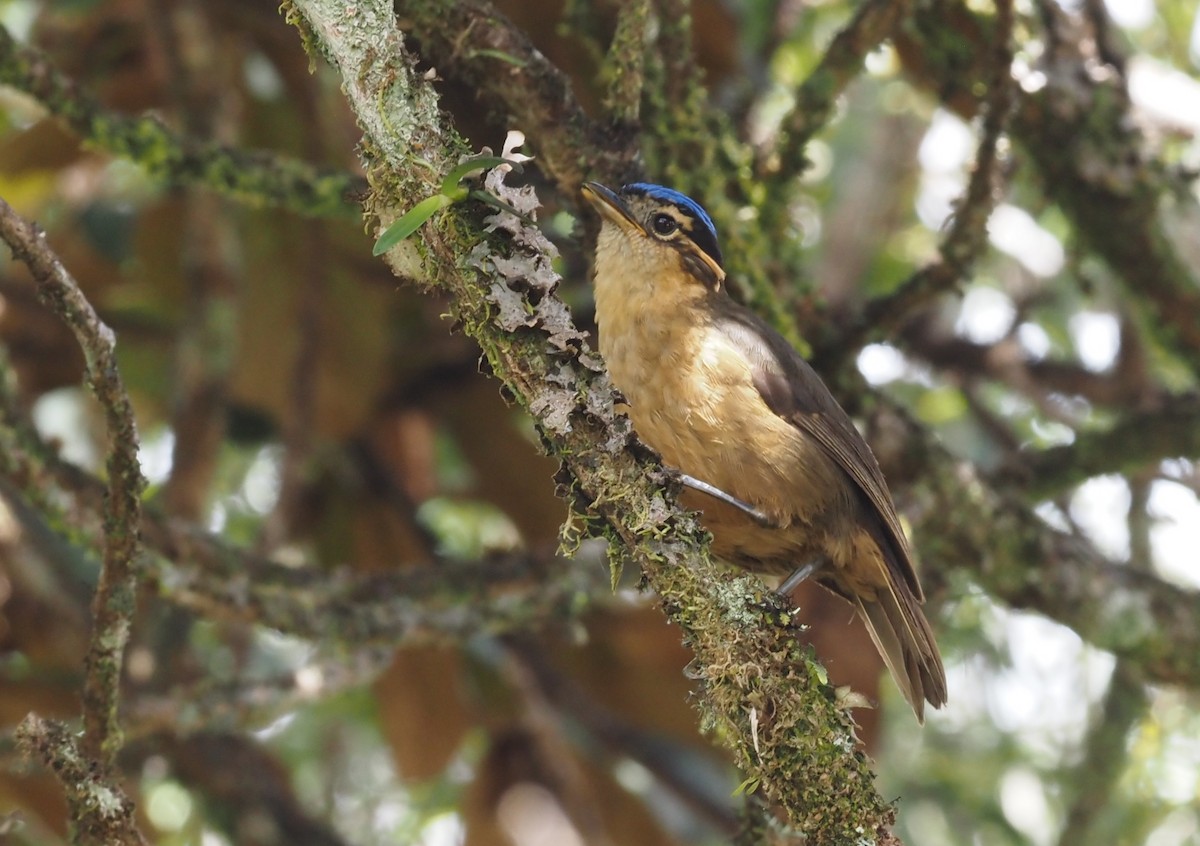 Blue-capped Ifrita - Stephan Lorenz