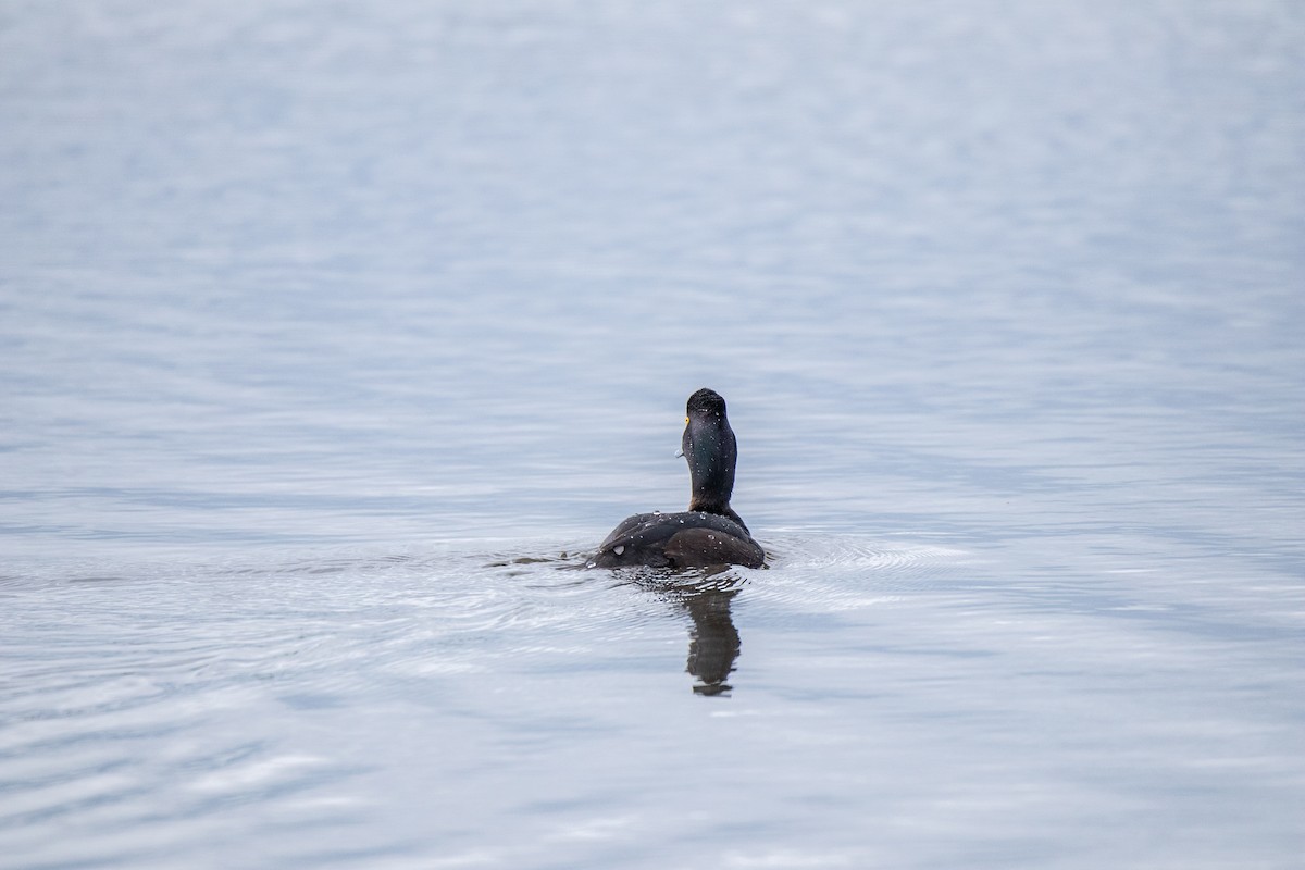 New Zealand Scaup - ML479213221