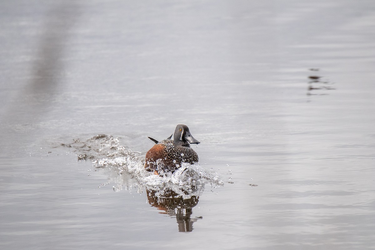 Australasian Shoveler - ML479213361