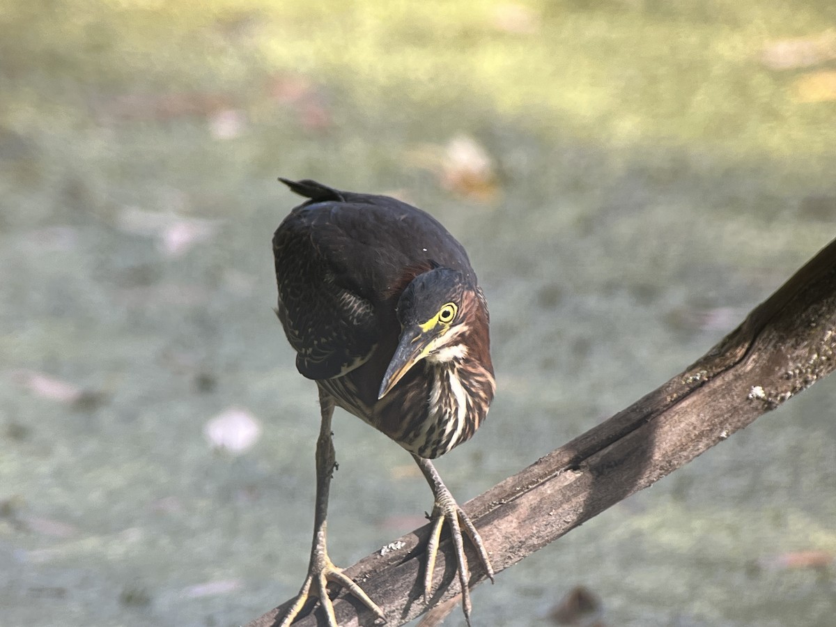 Green Heron - ML479213501