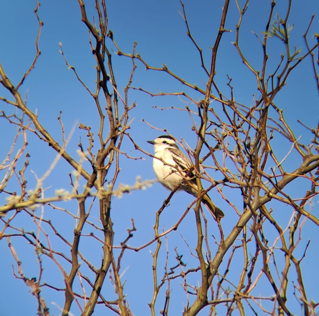 Black-crowned Monjita - ML479215911