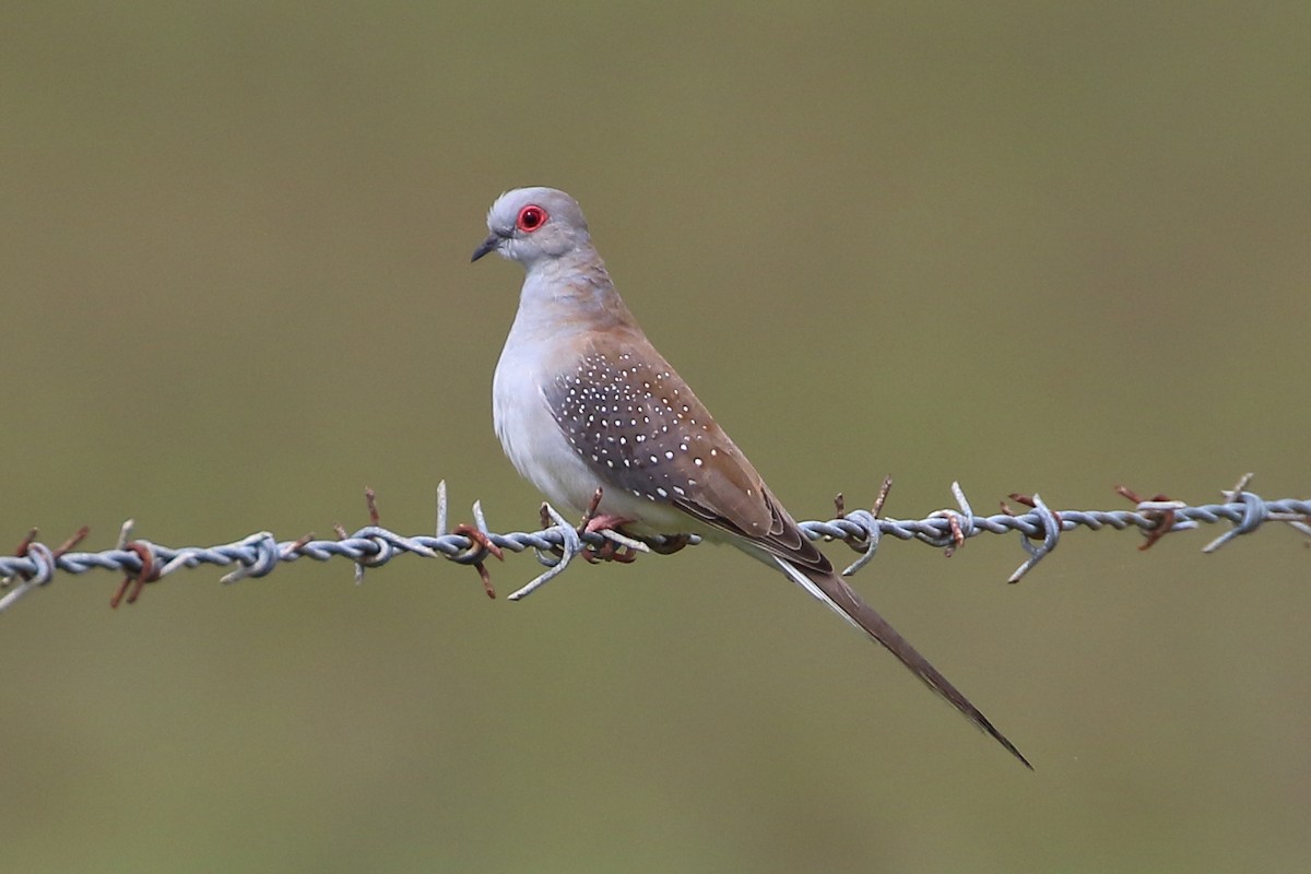 Diamond Dove - Pablo Silber