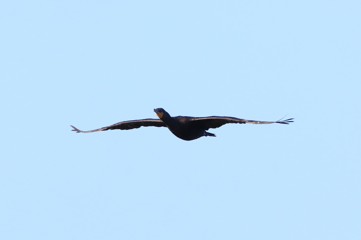 Double-crested Cormorant - ML479216241