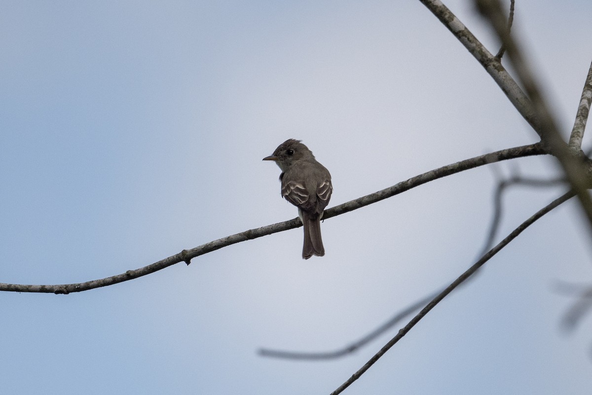 Eastern Wood-Pewee - ML479217261