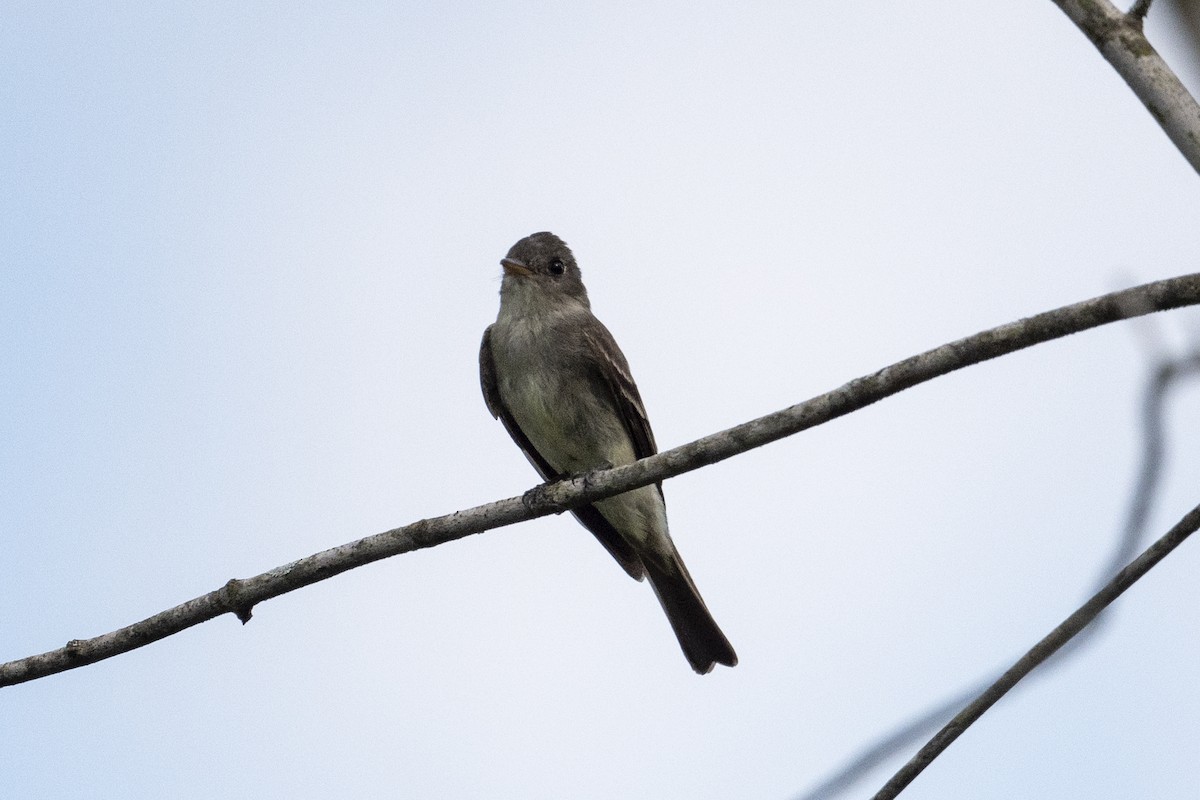 Eastern Wood-Pewee - ML479217291