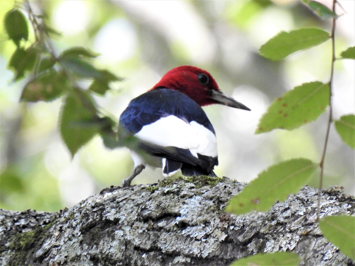 Red-headed Woodpecker - ML479217511