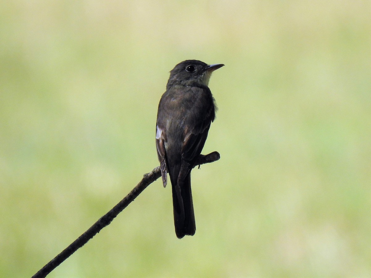 Eastern Wood-Pewee - ML479217591