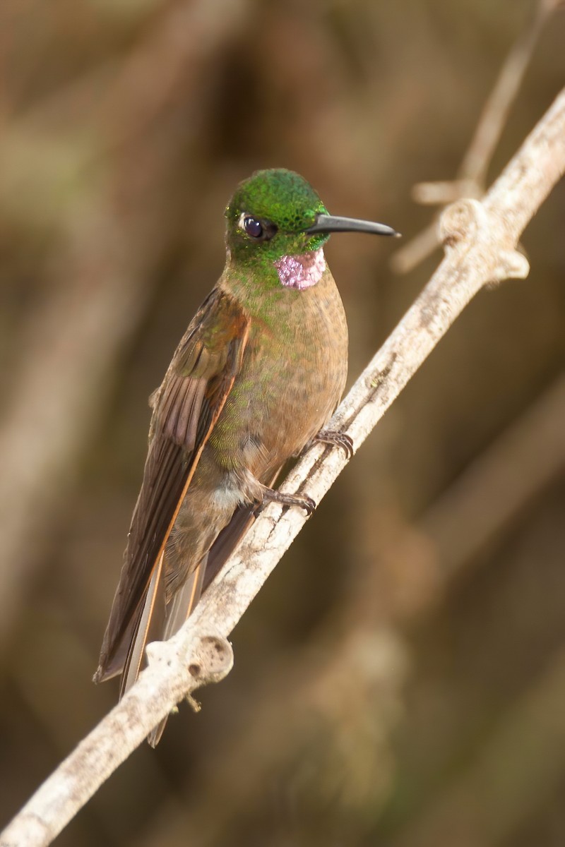 kolibřík hnědobřichý - ML479217751