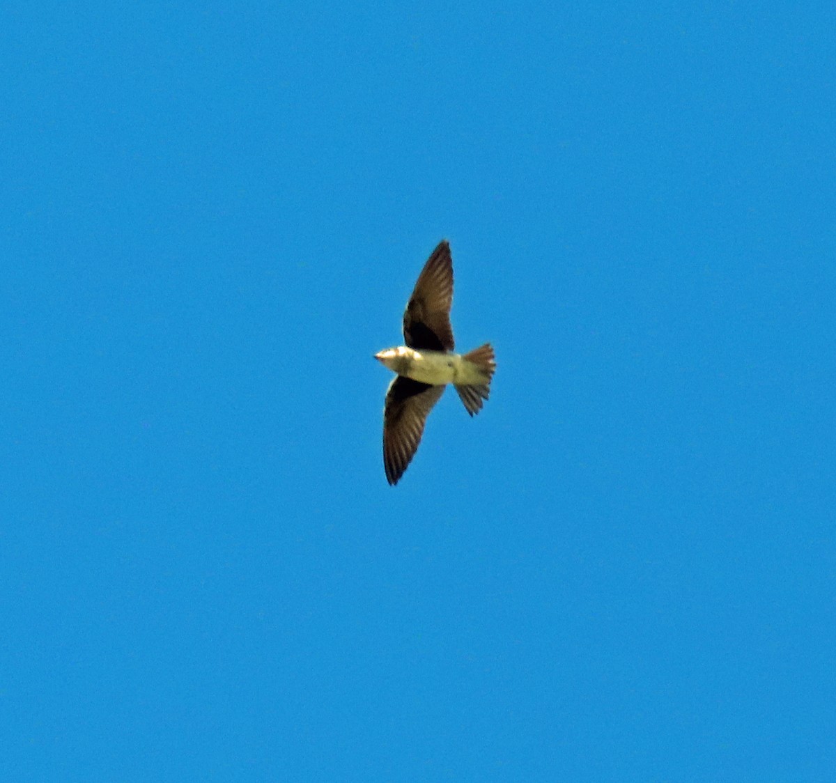 Purple Martin - ML479218201