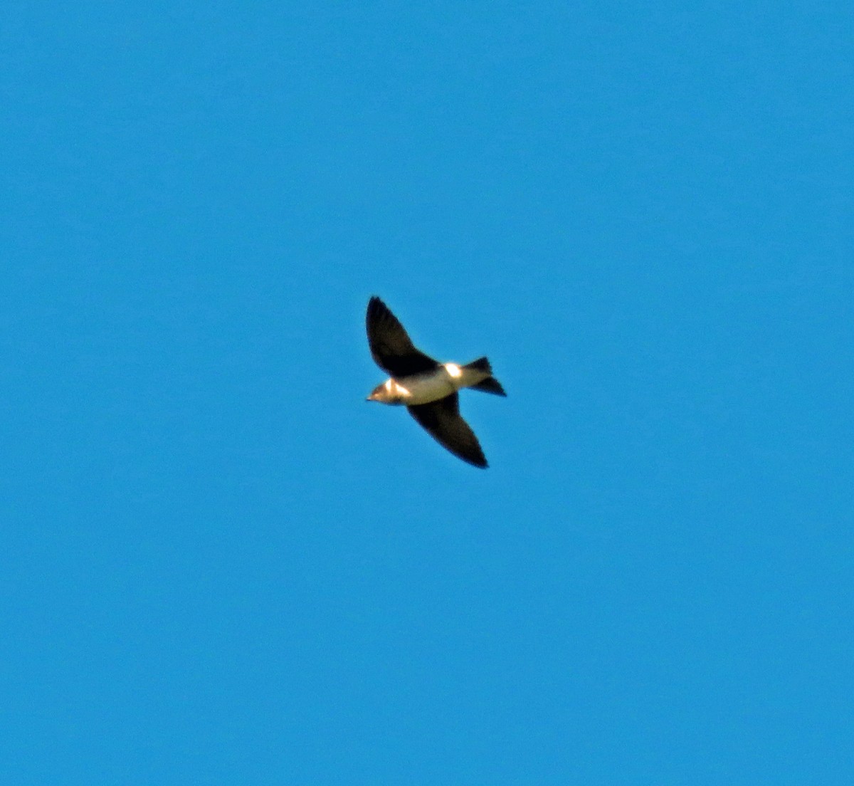 Purple Martin - ML479218211