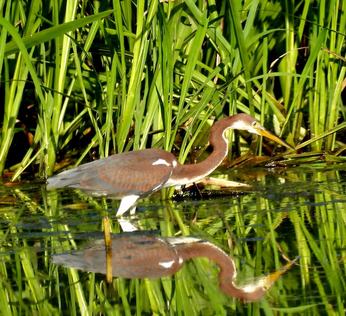 Tricolored Heron - Van Remsen