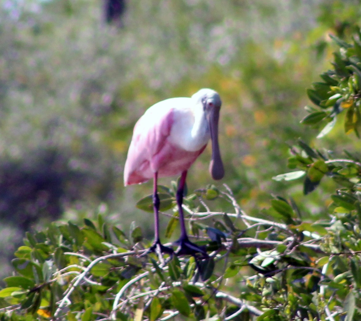 Roseate Spoonbill - ML47921881