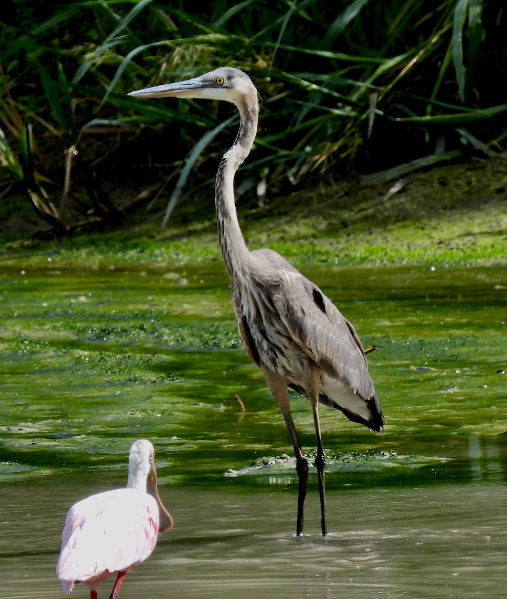 Great Blue Heron - ML479218921