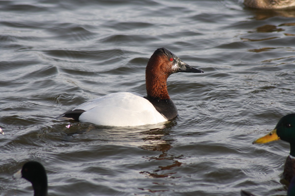 Canvasback - ML47921921