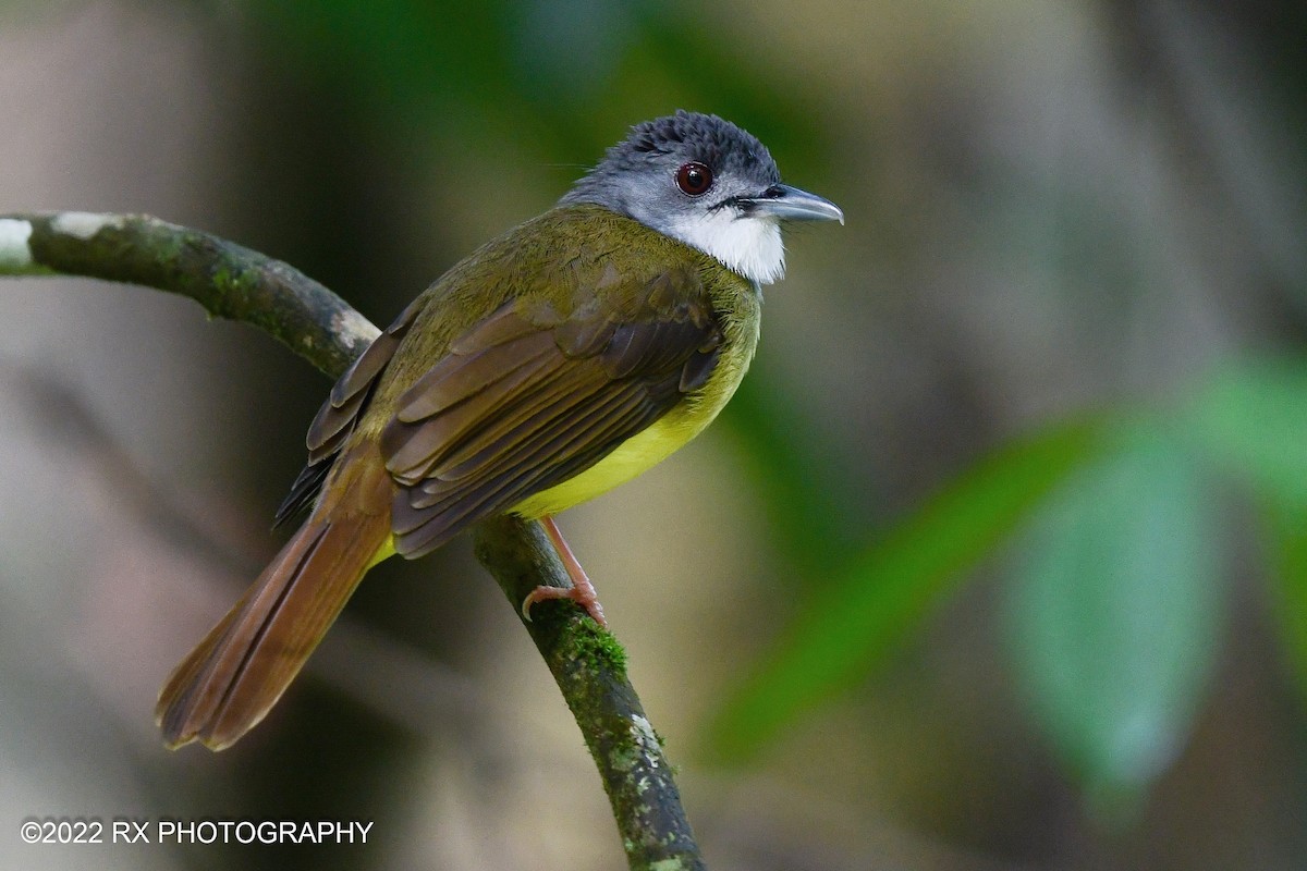 Yellow-bellied Bulbul - ML479219481