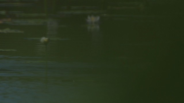 Green Pygmy-Goose - ML479220