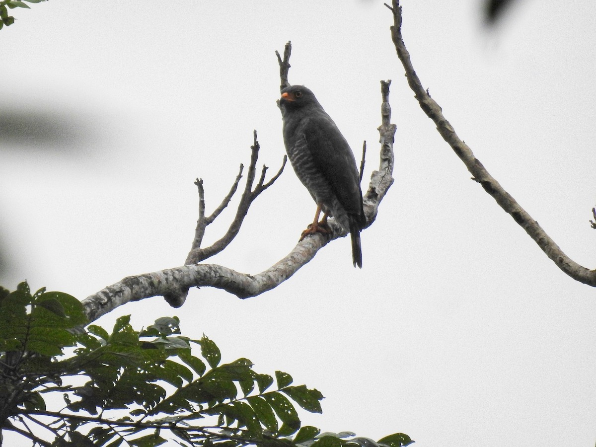 Roadside Hawk - fabian castillo