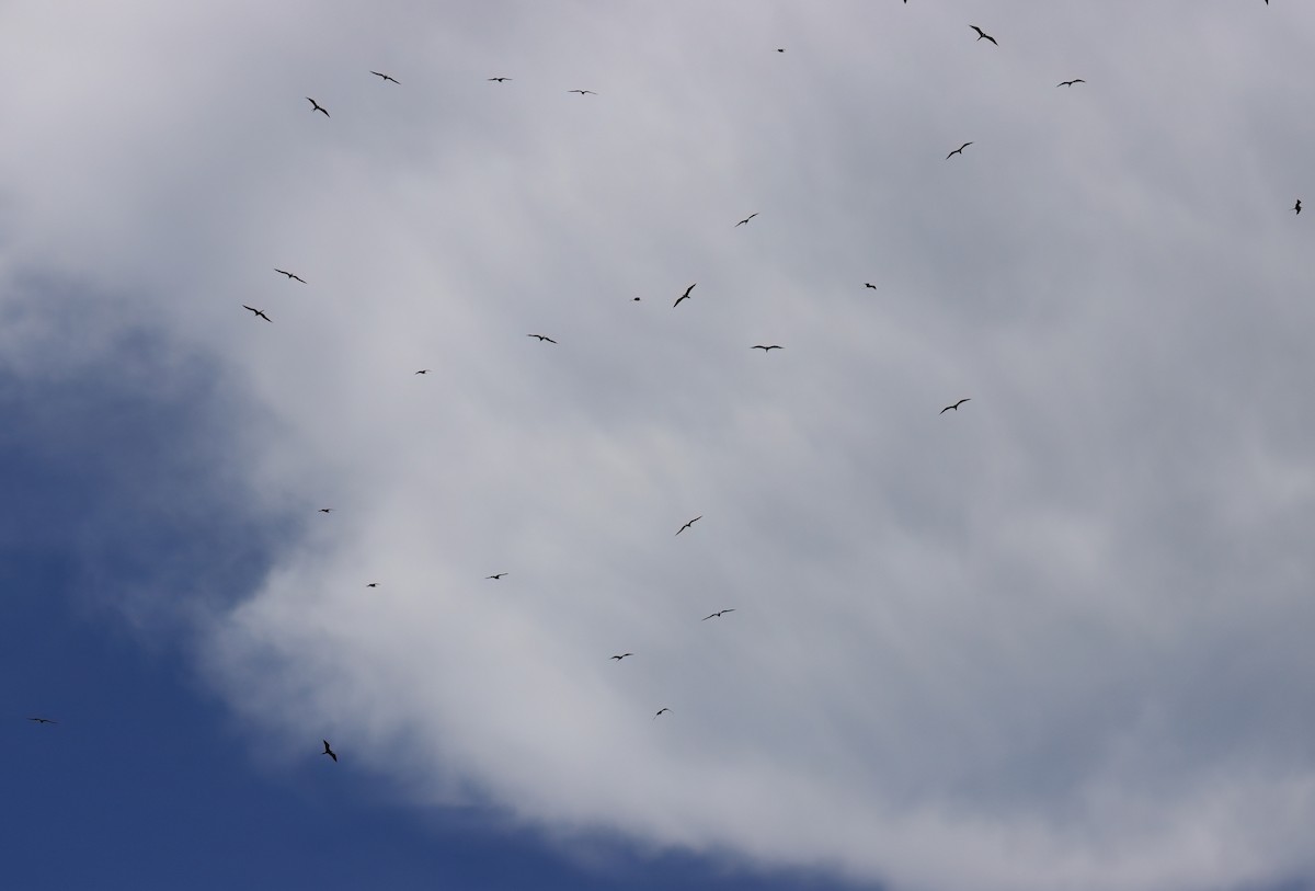 Magnificent Frigatebird - ML479221741