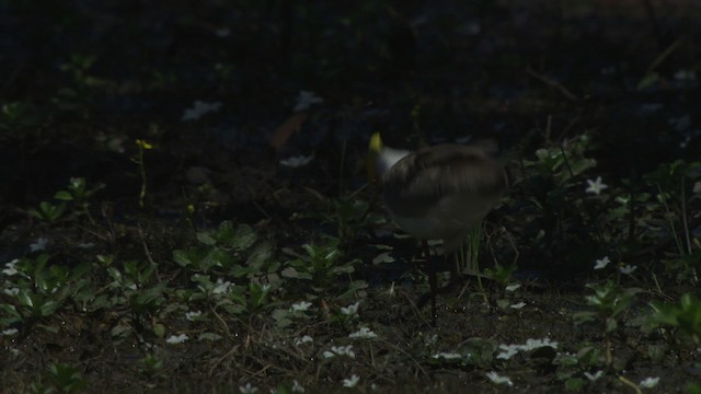 Masked Lapwing - ML479222