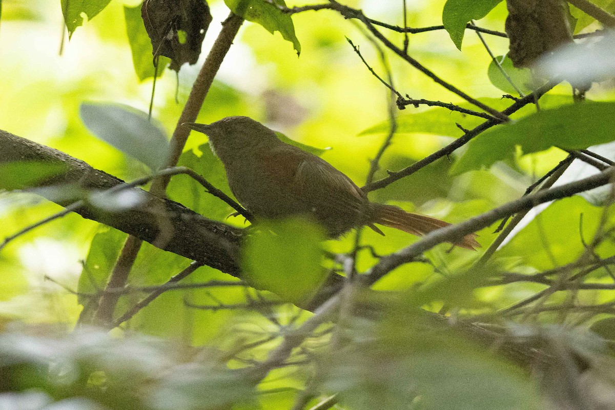 Marañon Spinetail - ML479223731