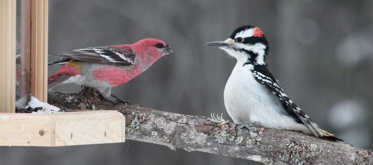 Hairy Woodpecker - ML47922391