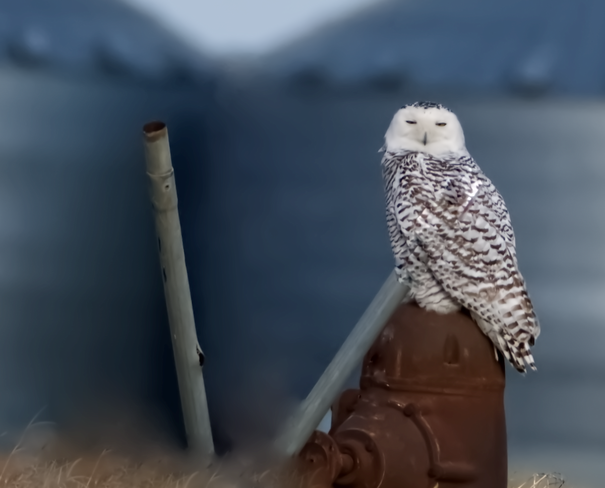 Snowy Owl - ML479223961
