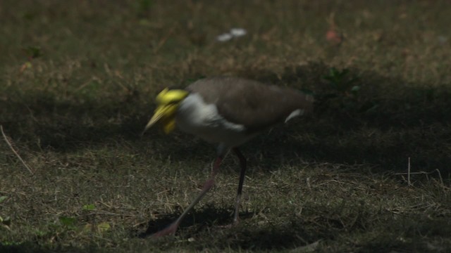 Masked Lapwing - ML479224