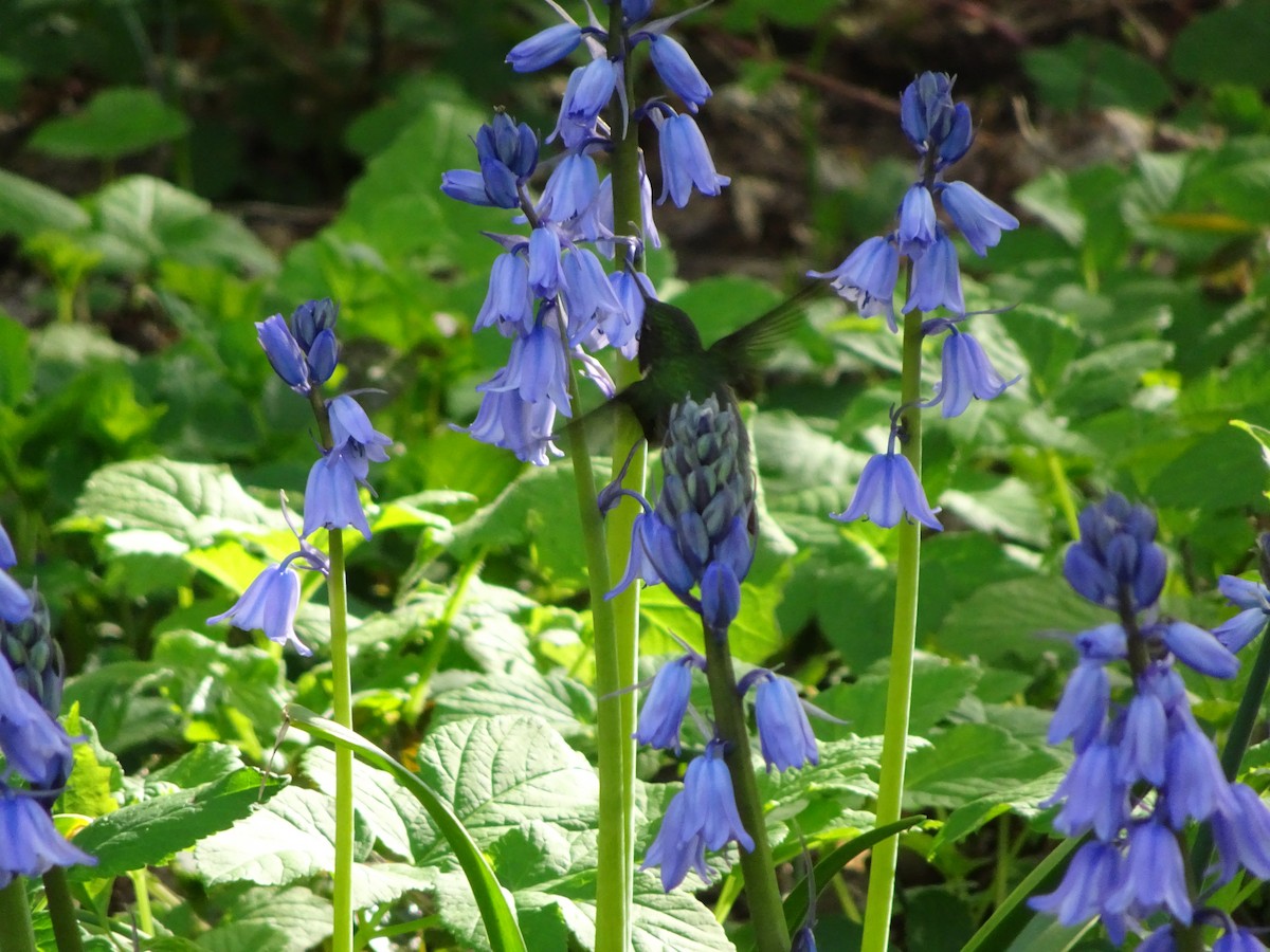Ruby-throated Hummingbird - ML47922471