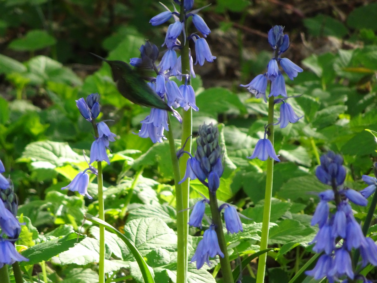 Ruby-throated Hummingbird - ML47922481