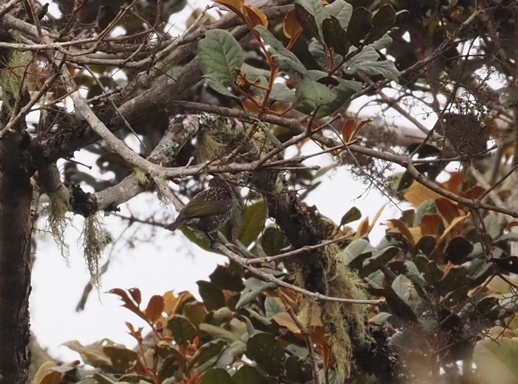 Spotted Berrypecker - ML479227561