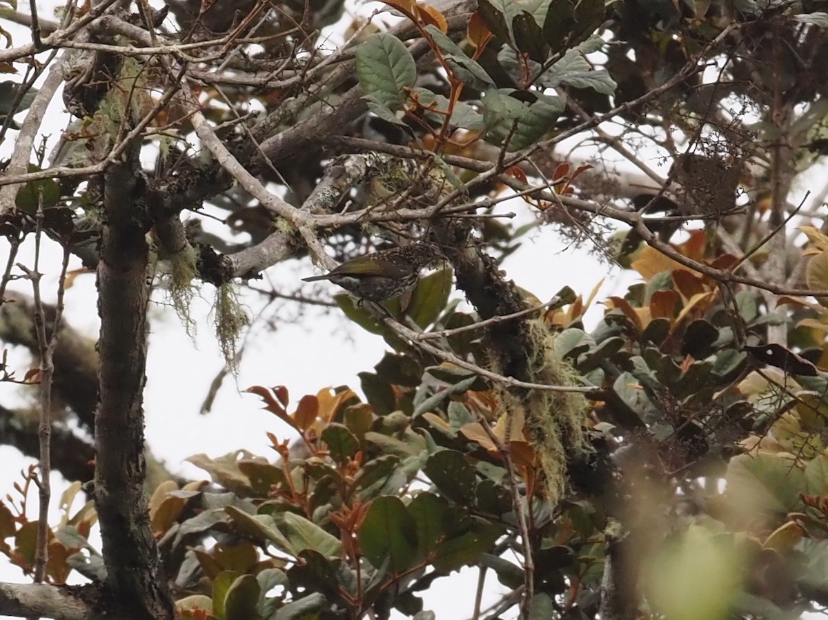 Spotted Berrypecker - ML479227731