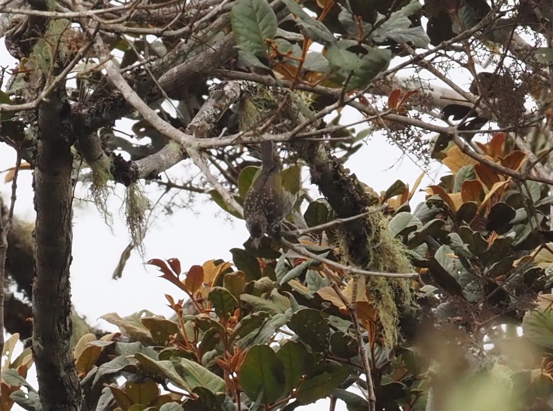 Spotted Berrypecker - ML479227901